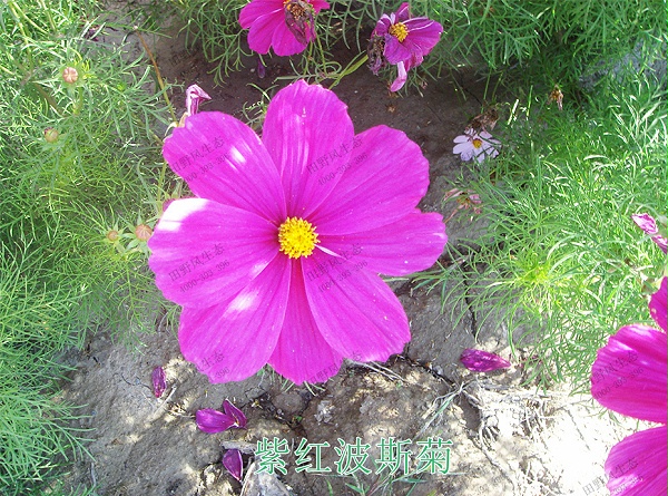 3紫红波斯菊