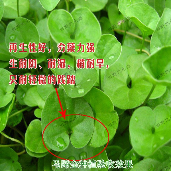 草种子马蹄金