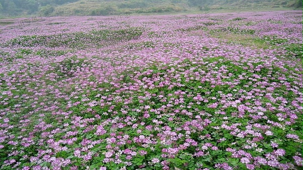 紫云英草种子种植