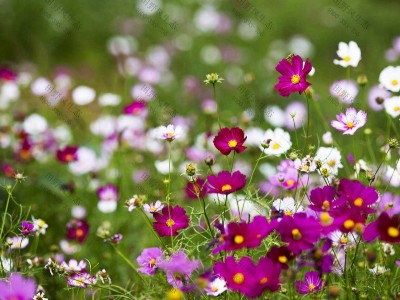 格桑花一年四季都开花吗