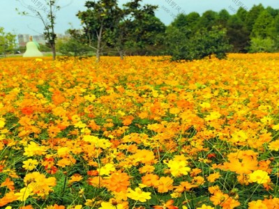 格桑花一年四季都开花吗