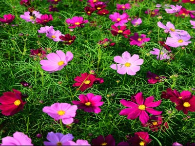 格桑花一年四季都开花吗