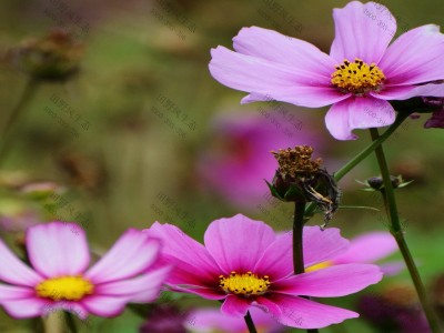 格桑花一年四季都开花吗