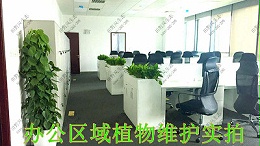 广东太平保险绿植租赁案例
