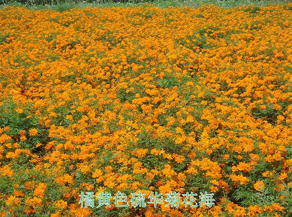 11橘黄色硫华菊花海