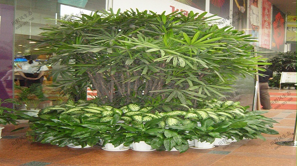 18特型大叶棕竹