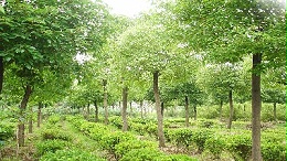 标准苗木种植基地