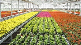 时花种植生产基地温室