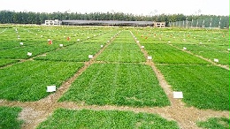 草种试种实验基地培植确保芽率