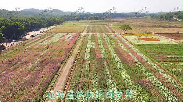 花海盛放航拍图效果