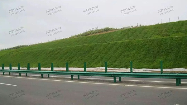 边坡绿化草种
