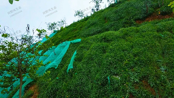 2黑麦草