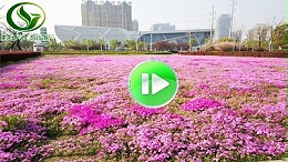 市政花卉景观花海视频