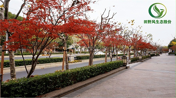 道路绿化,市政绿化