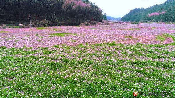 草种批发