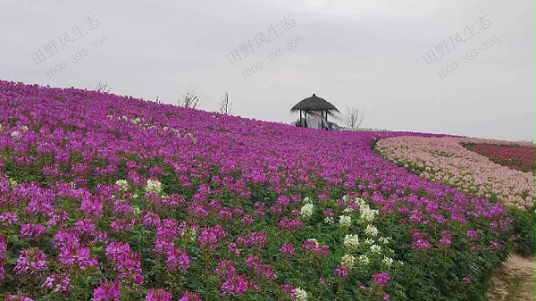 醉蝶花种子