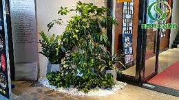 广州室内盆栽花卉植物租赁服务流程