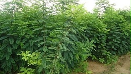 生态护坡工程常用的灌木品种