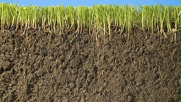 见土就长，教你如何改良草坪土壤！