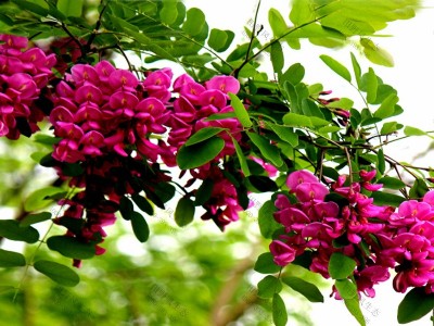 紫穗槐灌木