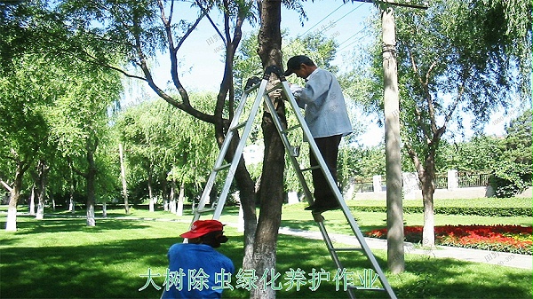 3大树除虫绿化养护作业