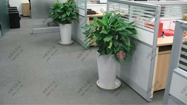广州金利来大厦办公室花卉植物租赁案例