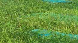榕江益豚生态边坡复绿一期工程草种草籽种植一个月效果