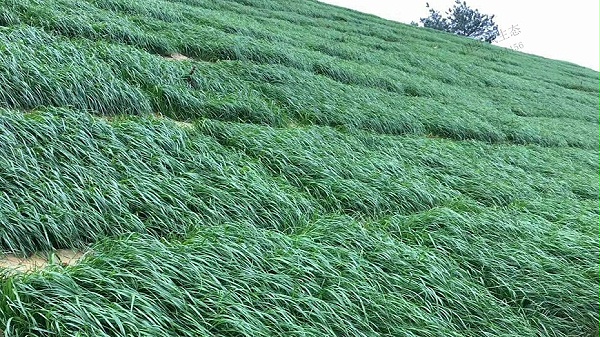 黑麦草种子供应商批发种植