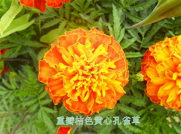 花种子