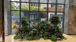 ​广州绿植租摆需要做好植物的哪些养护细节