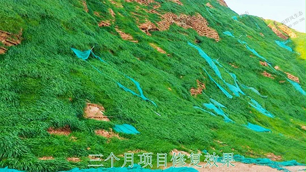 广东省高州市山体滑坡边坡复绿