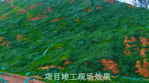 广西梧州山体滑坡地灾边坡绿化