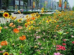 城市景观野花组合