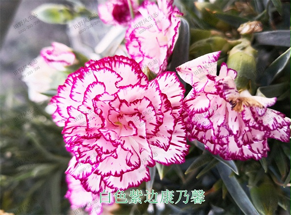 9白色紫边康乃馨