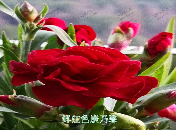 10鲜红色康乃馨
