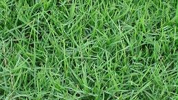 草坪草籽