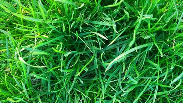 百喜草草坪