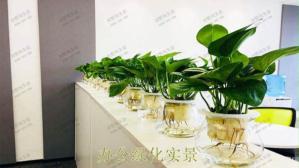广东省人民医院绿植租摆合作案例展示