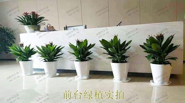 花卉植物租摆,广东省交通运输建设工程质量检测中心