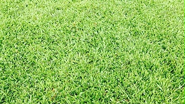 地毯草草坪