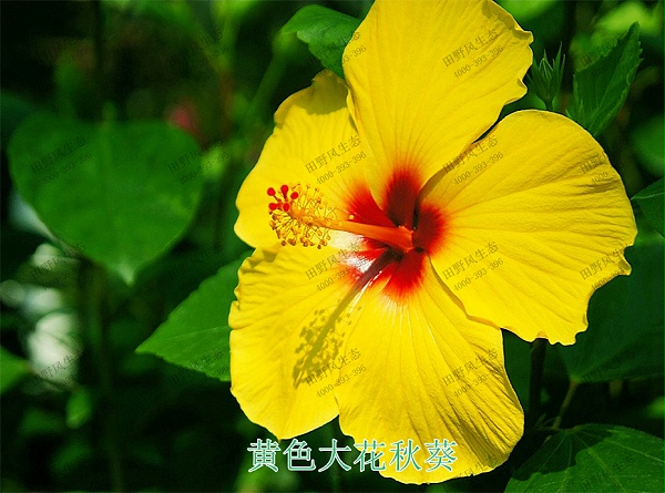 4黄色大花秋葵