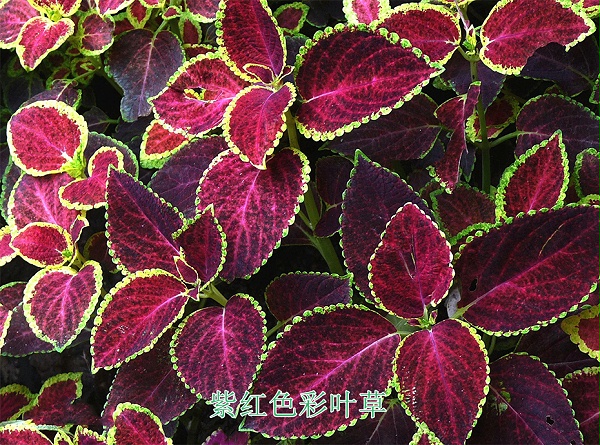 4紫红色彩叶草