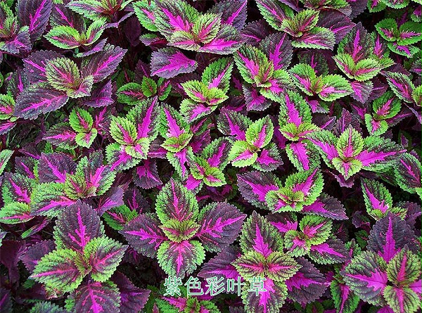 5紫色彩叶草