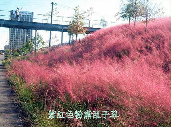 4紫红色粉黛乱子草