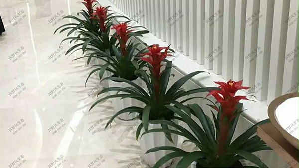 广州安华汇商场植物花卉组合租摆方案