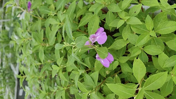 凤仙花