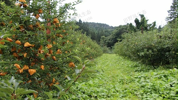 果园种植草种子