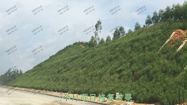 汕湛高建揭博段高速公路边坡复绿