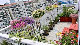 哪些花卉品种的花种子适合在阳台种植？