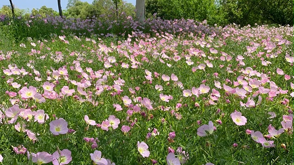 花海种子